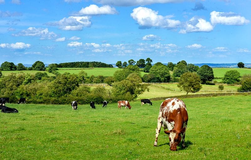 dairy-farm-job-description-template