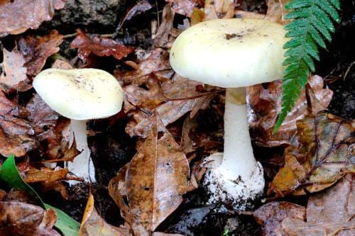 death-cap-mushroom