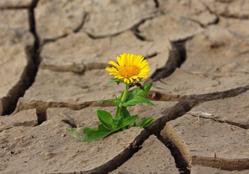 drought-effects-and-nz-drought-history