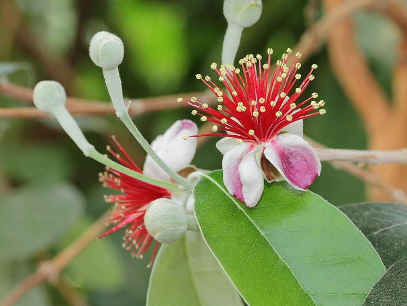 feijoa-propagation
