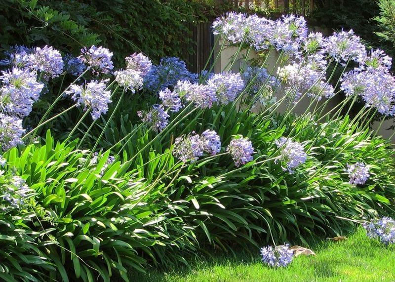 garden-plant-agapanthus
