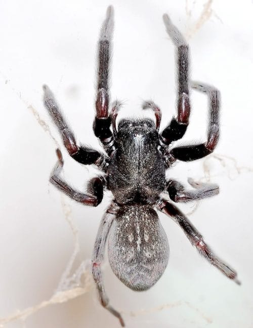 grey-house-spider
