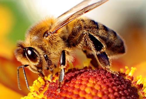 high-umf-manuka-honey-not-fit-everyone