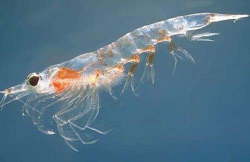 krill-oil