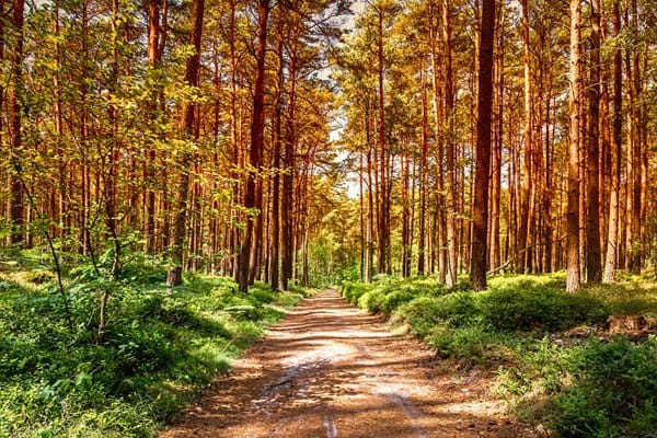 lake-gunn-nature-walk