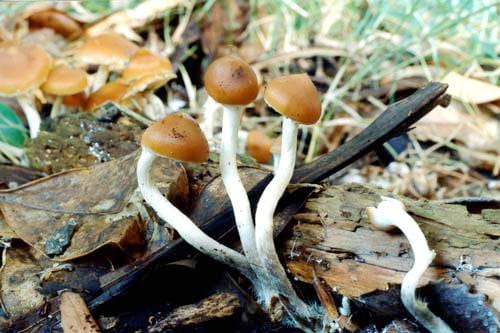 magic-mushroom