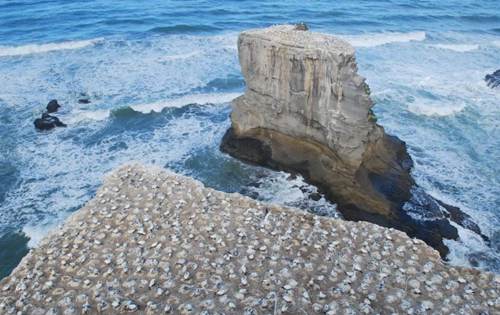 muriwai-beach3