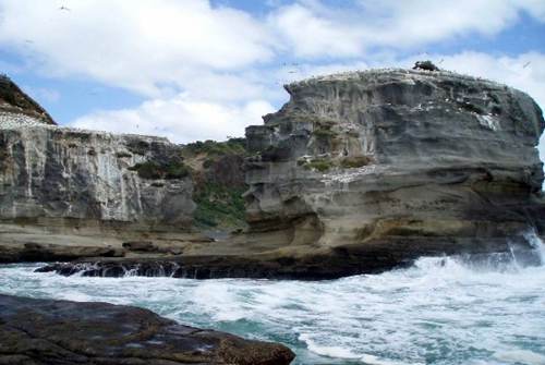 muriwai-beach4