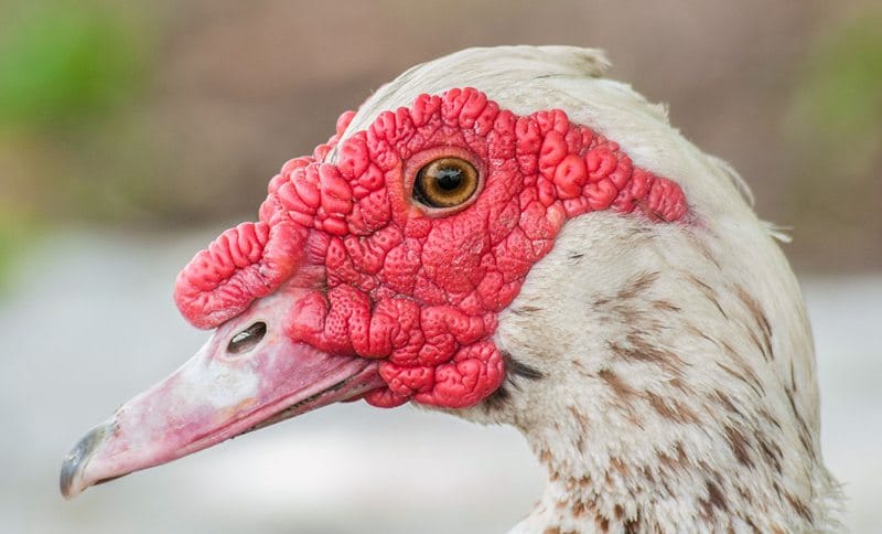 Muscovy duck face