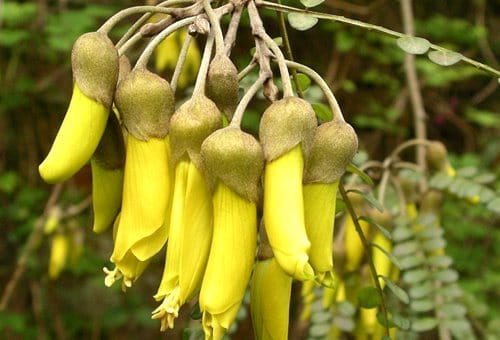 national-flower-kowhai