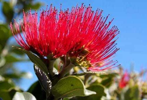 national-flower-puhutukawa