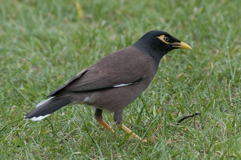 nz-common-myna