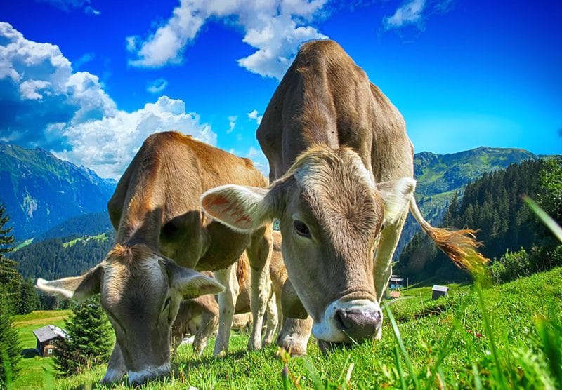 nz-greenhouse-gases-emissions