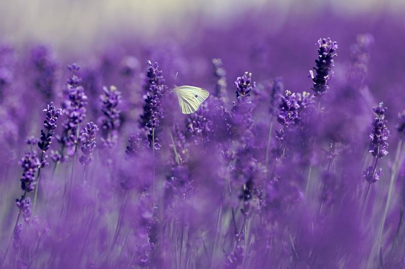 plant-lavender-in-garden