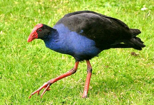 pukeko