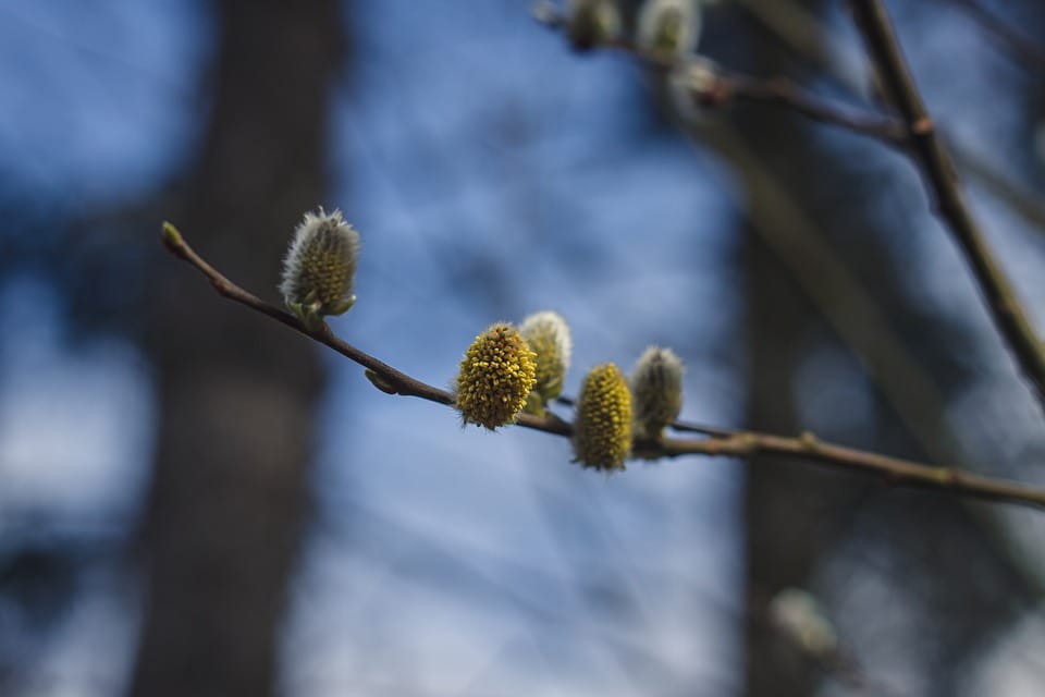 seasonal-sniffles-n-treatment