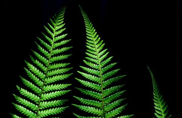 silver-fern-practical-work-experience-visa