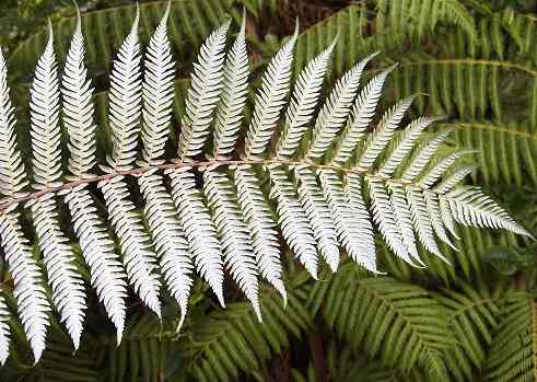 silver_fern
