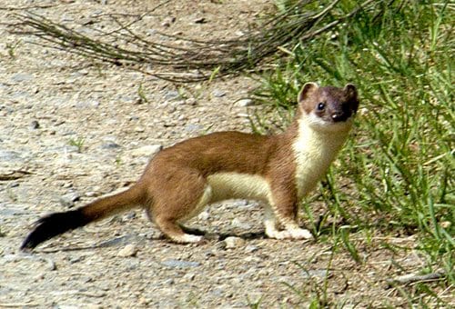 stoats