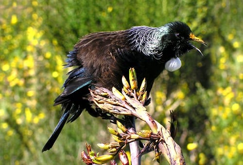 tui-action