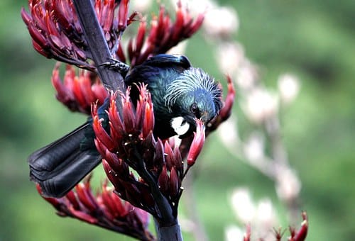 tui-eating