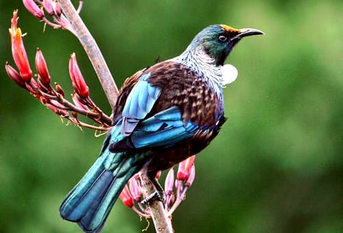 tui