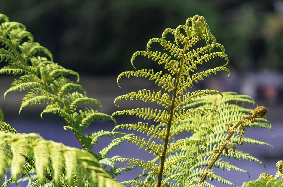 useful-maori-words-for-covid19