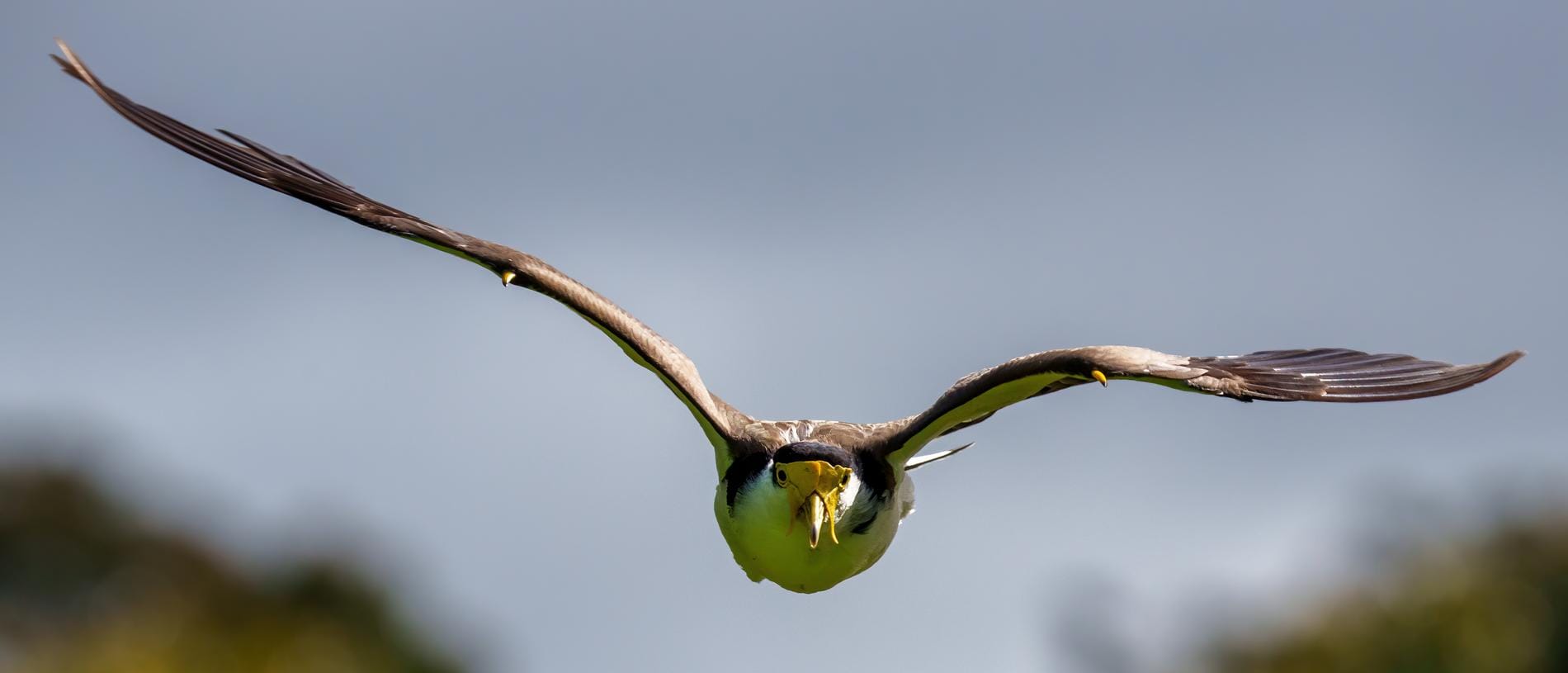 a golden lapwing, plover in flight