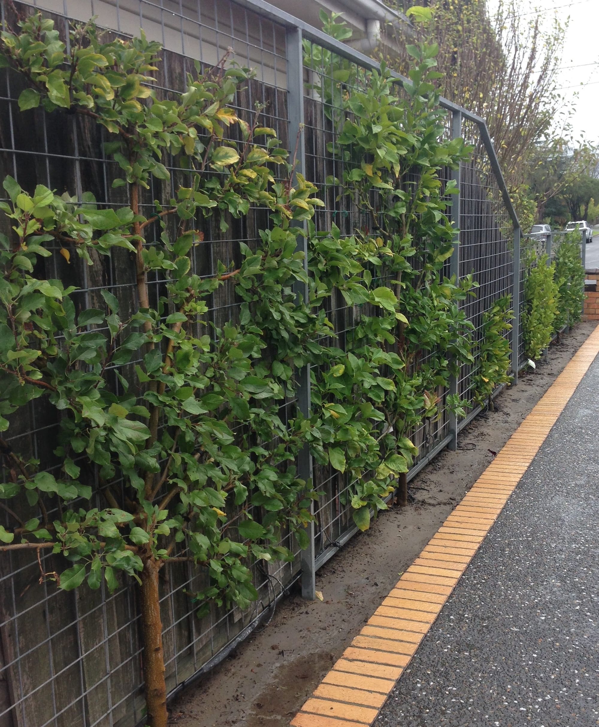 vegetation can provide shading and energy efficiency benefits when well designed and positioned