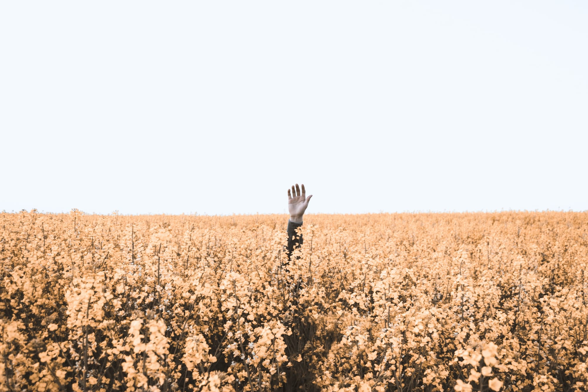 hand in a field of flowers