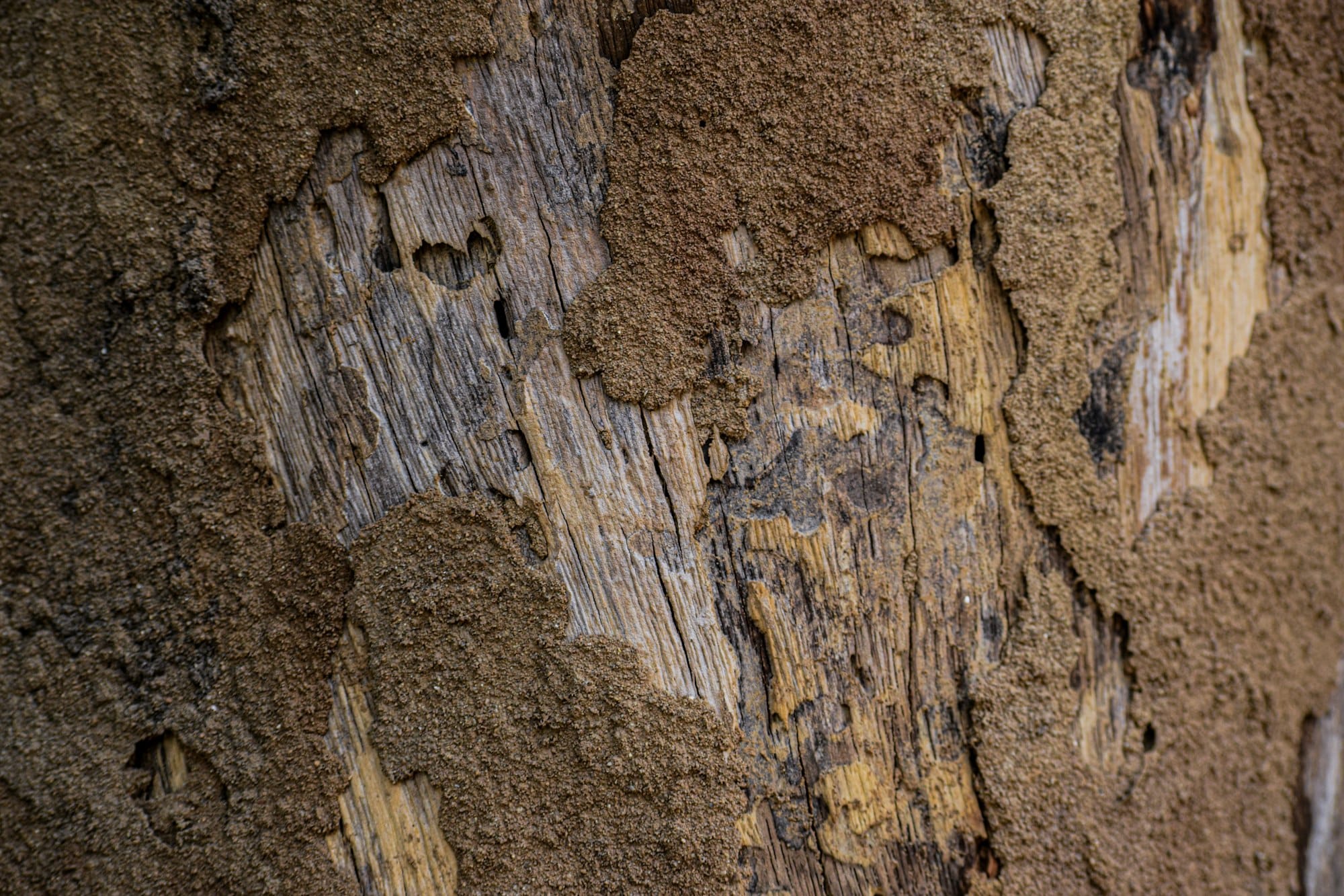 Close up of termite damage on wood