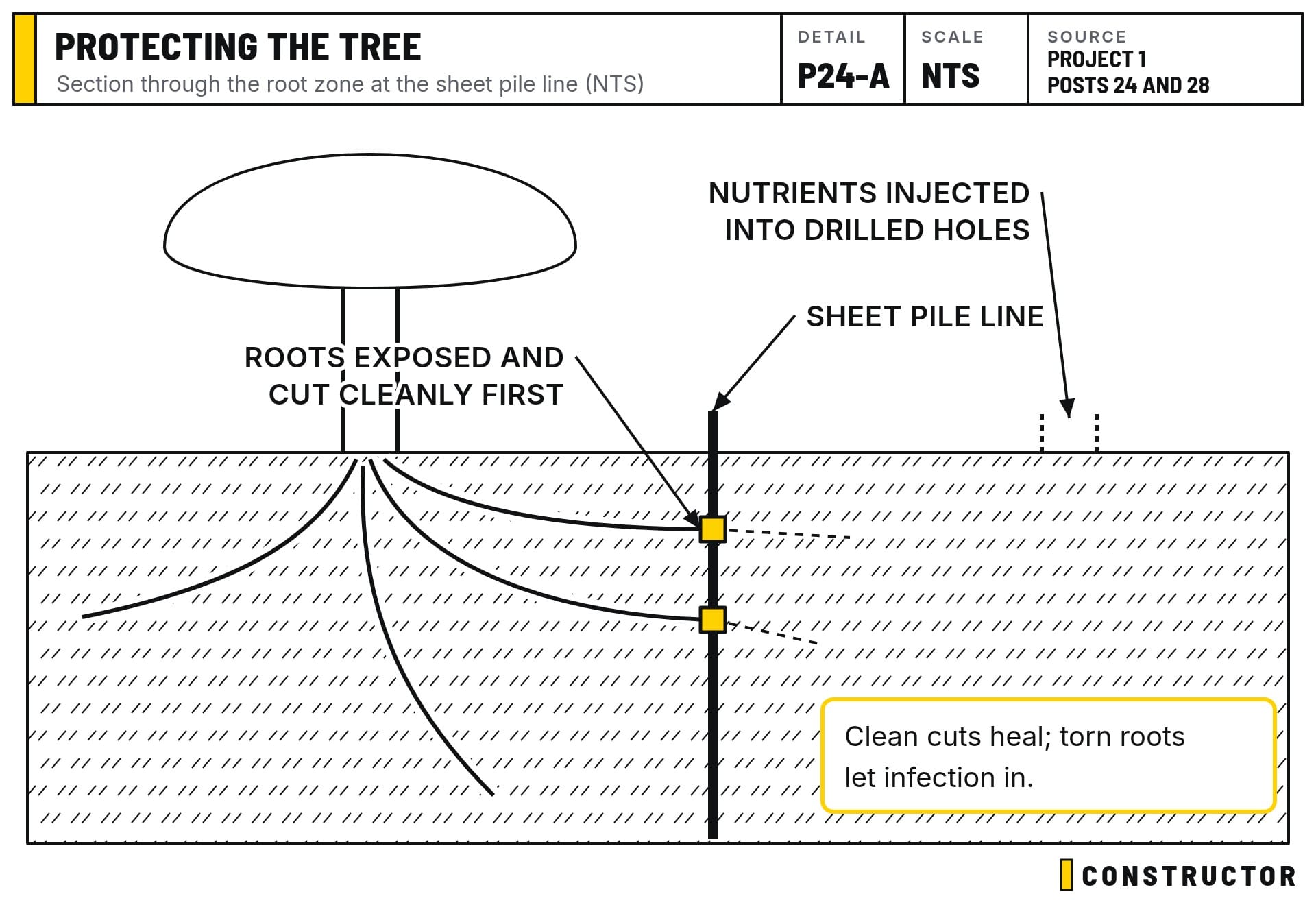 Roots are exposed and cut cleanly along the sheet pile line before the piles go in