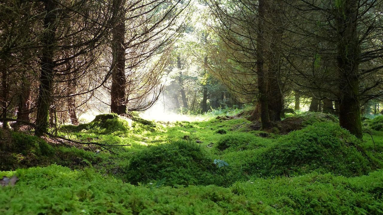 Green forest with pine trees