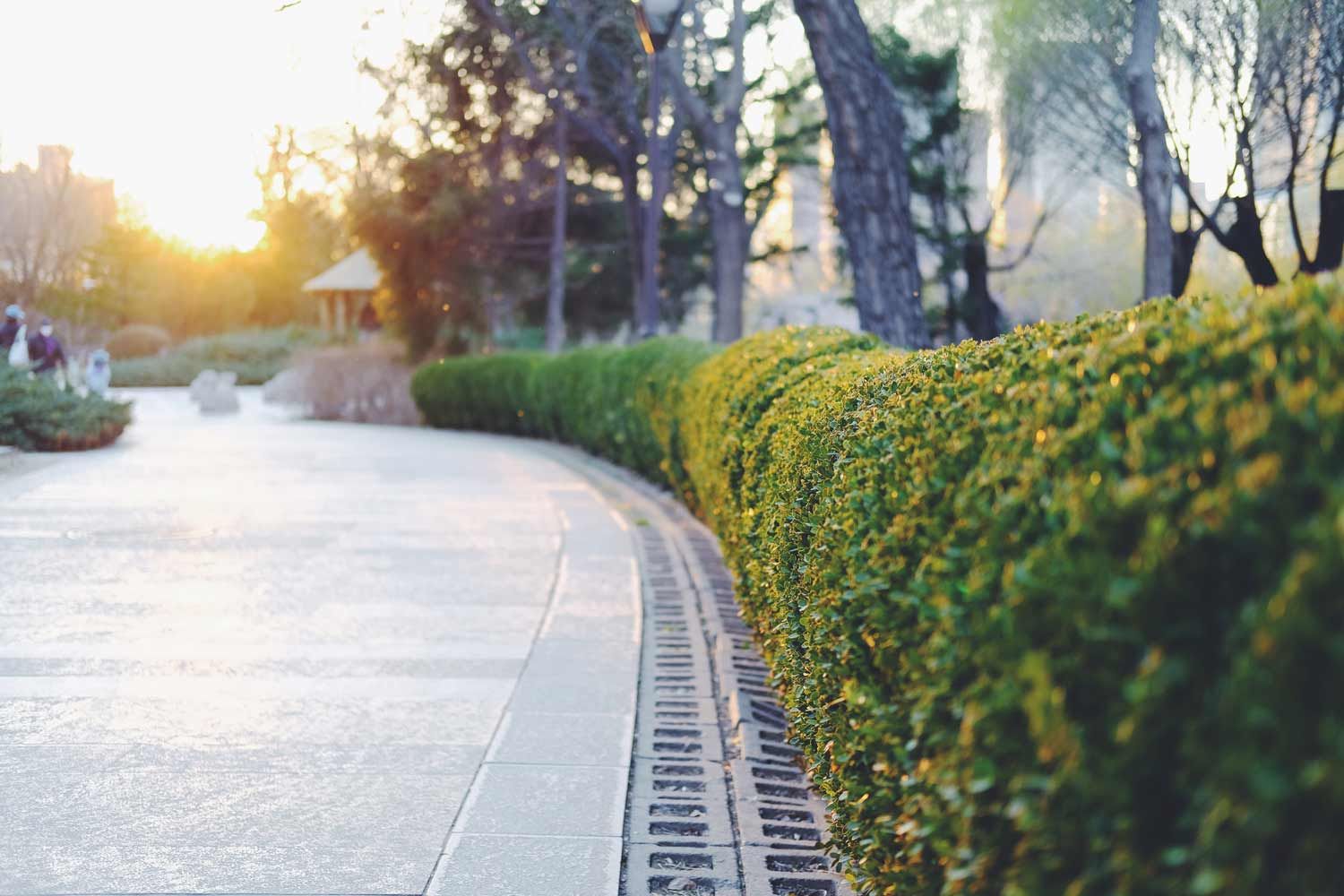 Concrete path with green hedge