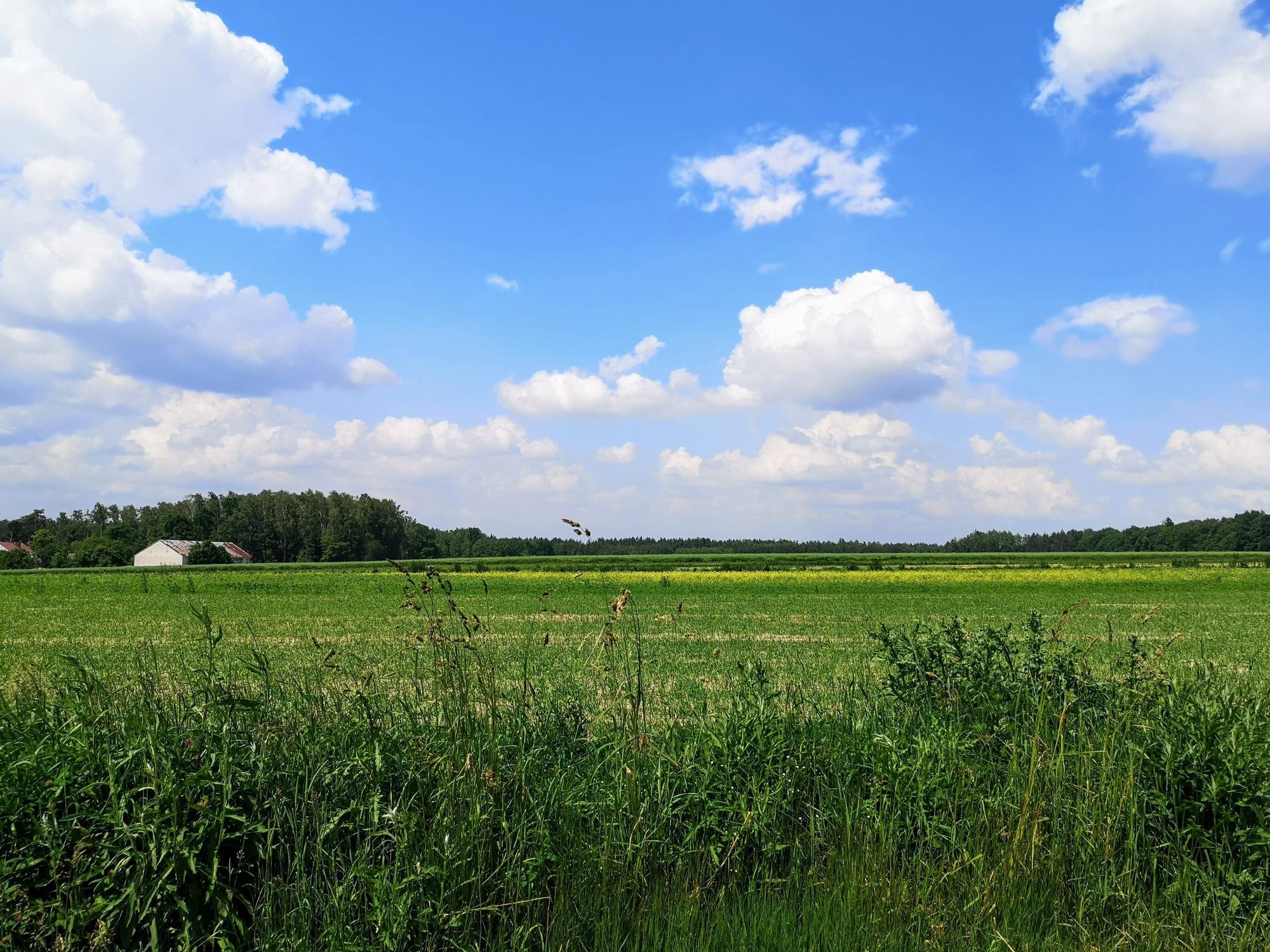 Green field with a house in the distance