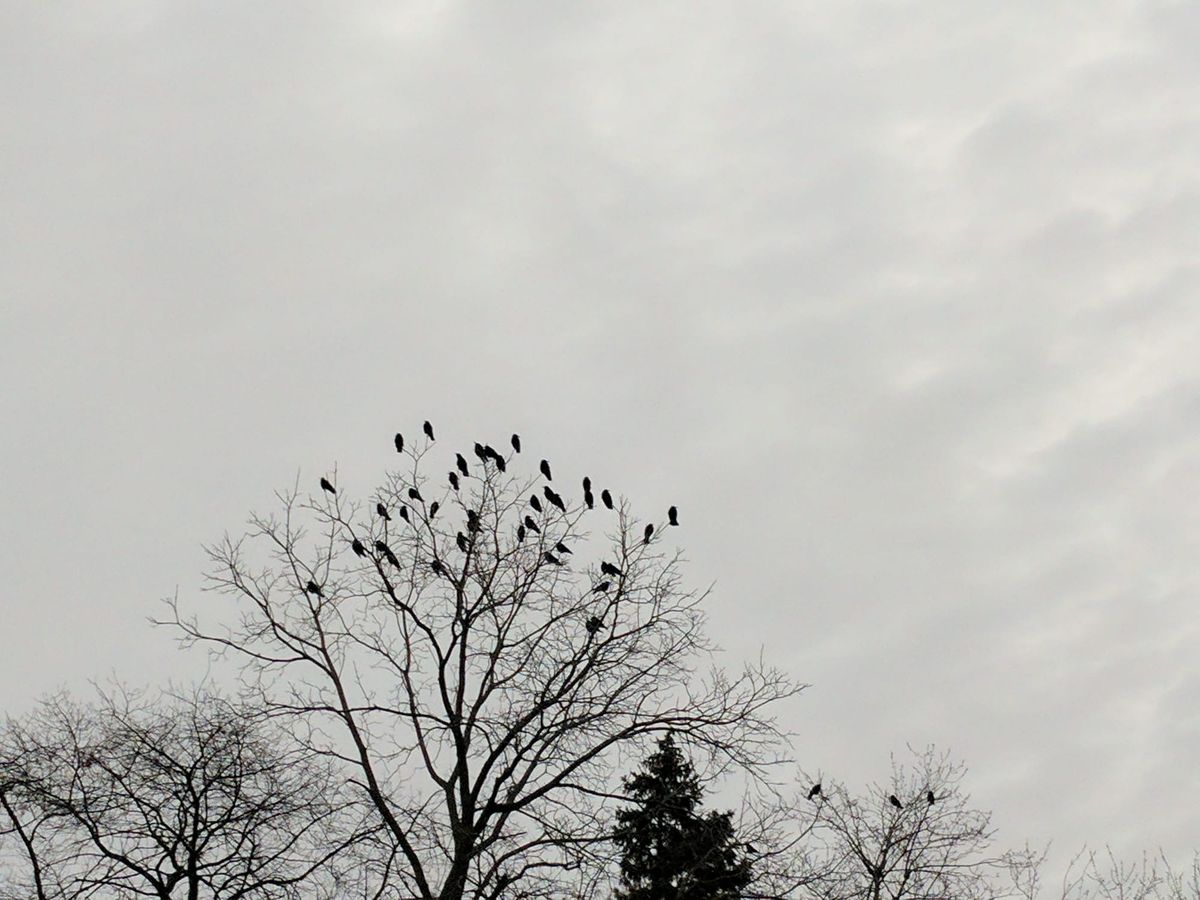Leaveless trees against a grey sky, the top branches filled with crows