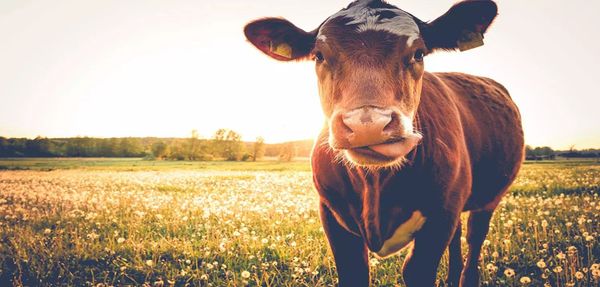 7 Companies Protecting Your Food with Blockchain
