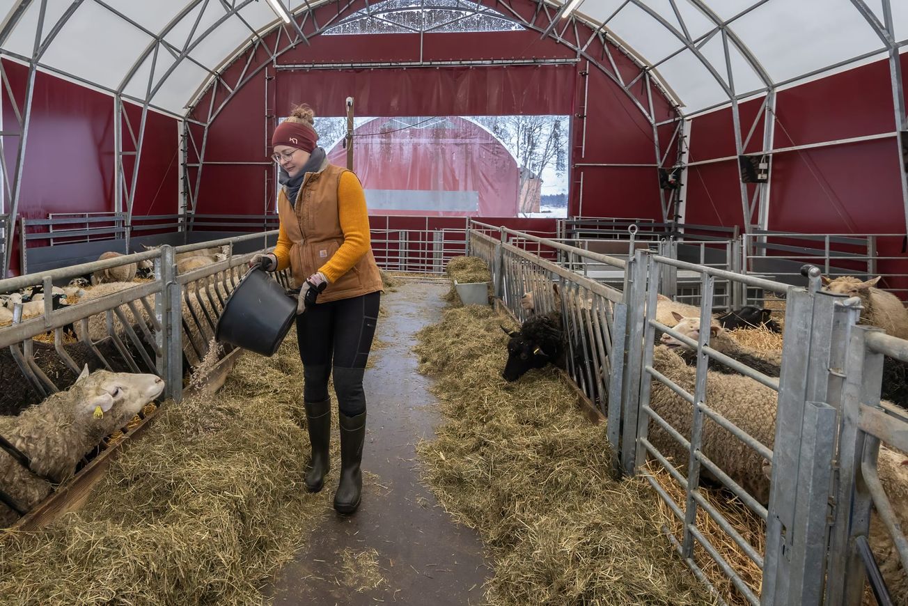 Viisi syytä valita kotimainen karitsa