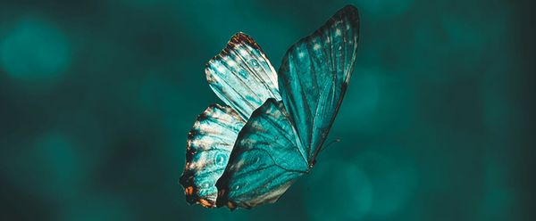 A teal butterfly with outstretched wings against a dark background