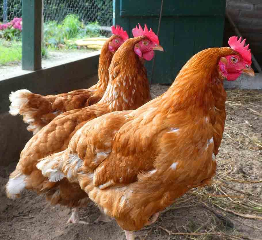 20 Off Grid Livestock Animals You Should Raise For Unlimited Sustainable Food