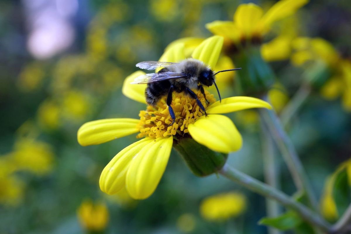 Evelyn's Code of Ethics