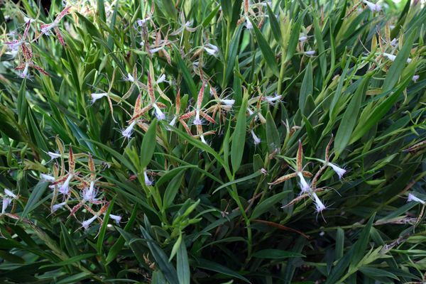 Evelyn's Professional Standards of Conduct