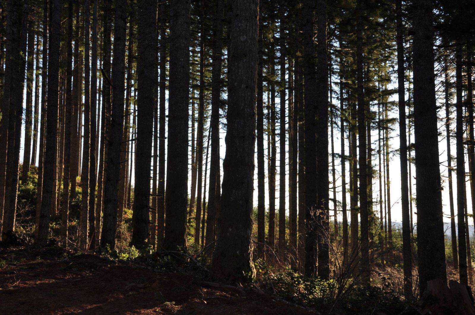Timber could help make Oregon a leader in the fight against climate change
