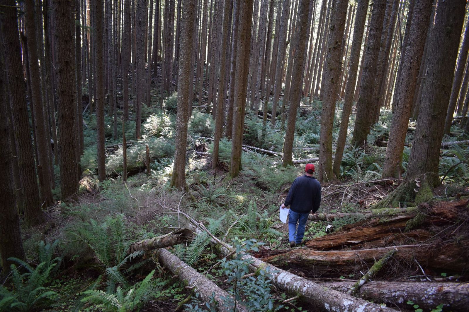 Cruising for Timber...and Dinner