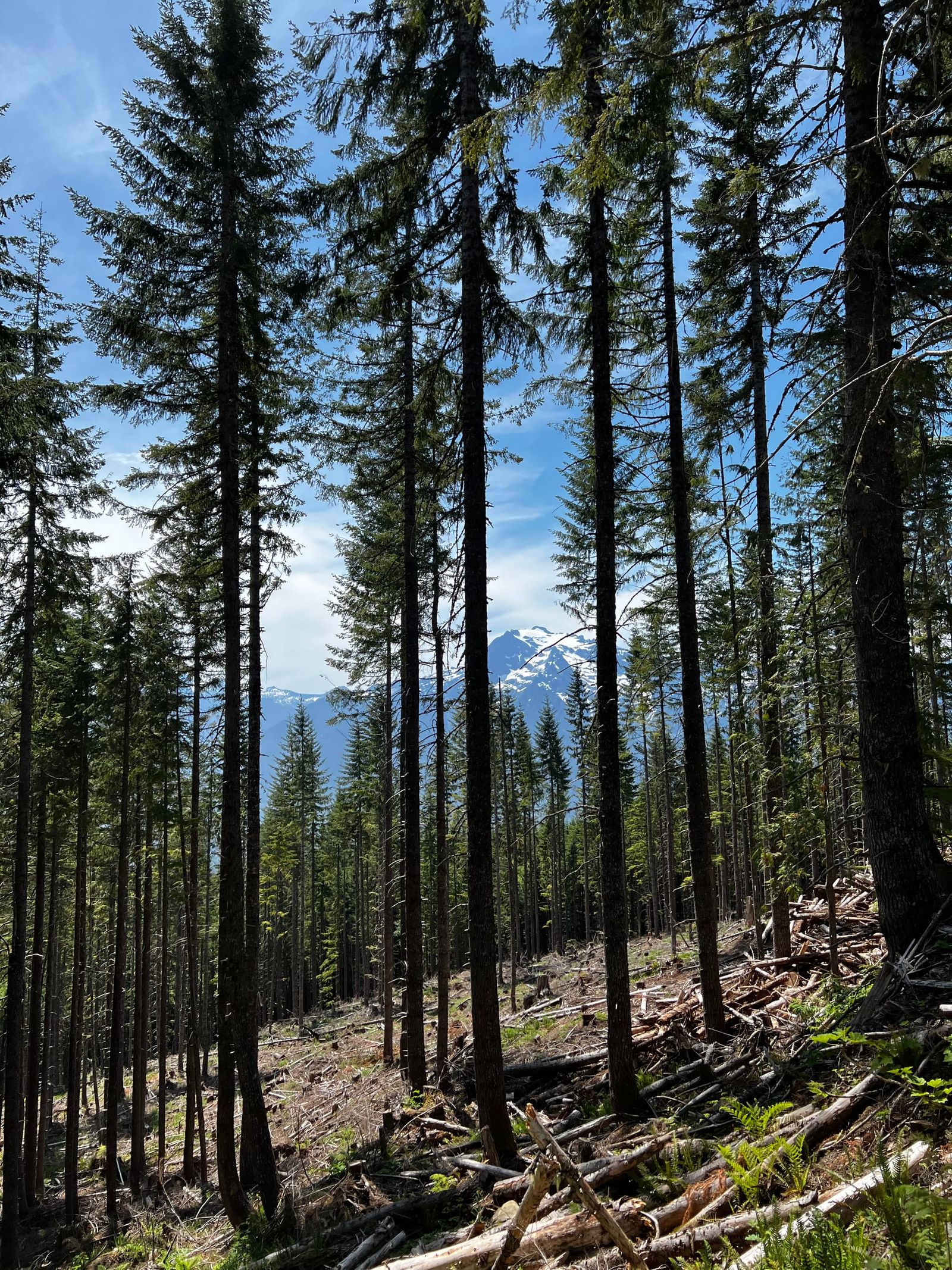 Federal Forest Collaboratives: What's at Stake?
