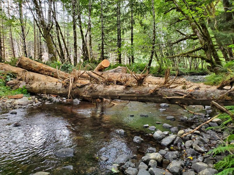 A New Dawn for Forestry in Oregon
