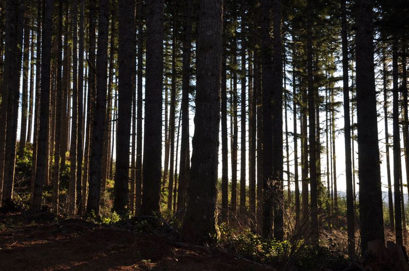 Timber could help make Oregon a leader in the fight against climate change