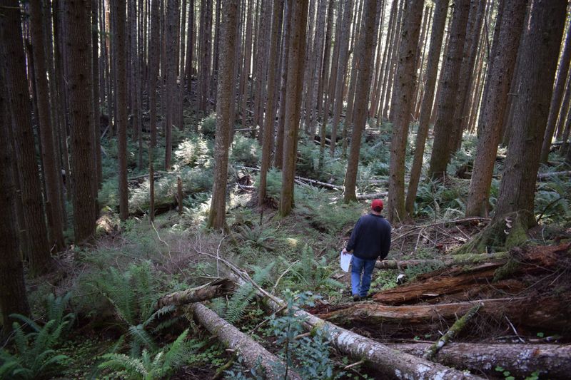 Cruising for Timber...and Dinner
