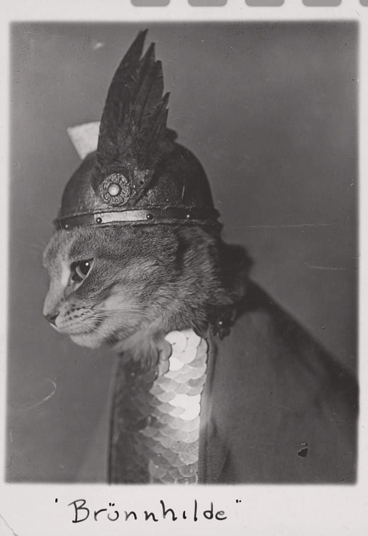 Photo, cat dressed as valkyrie Brünnhilde. Adolph Edward Weidhaas, 1936. https://www.loc.gov/item/2017645524/