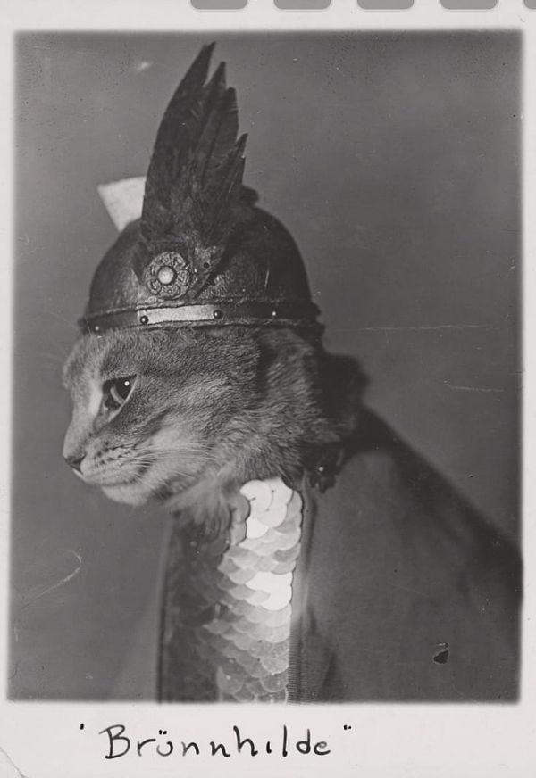 Photo, cat dressed as valkyrie Brünnhilde. Adolph Edward Weidhaas, 1936. https://www.loc.gov/item/2017645524/